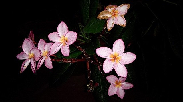 Free download porcelain flower porcelain flowers free picture to be edited with GIMP free online image editor