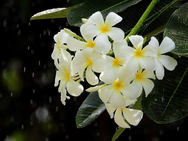 Free download Porcelain Flowers White Pistil -  free photo or picture to be edited with GIMP online image editor