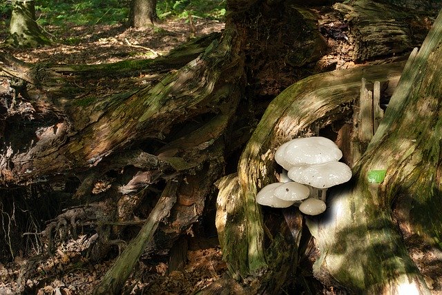 Free download Porcelain Fungus Tree Stump Nature -  free photo or picture to be edited with GIMP online image editor