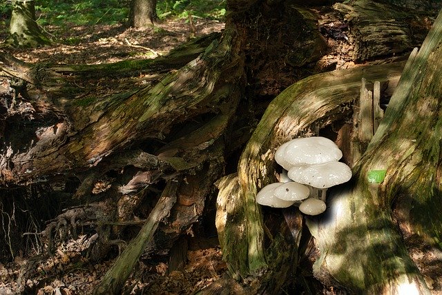 Unduh gratis Porcelain Fungus Tree Stump Nature - foto atau gambar gratis untuk diedit dengan editor gambar online GIMP