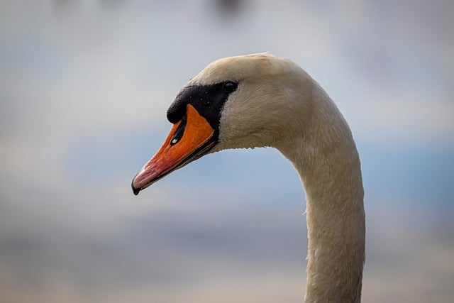 Free download portrait animal nature pose free picture to be edited with GIMP free online image editor