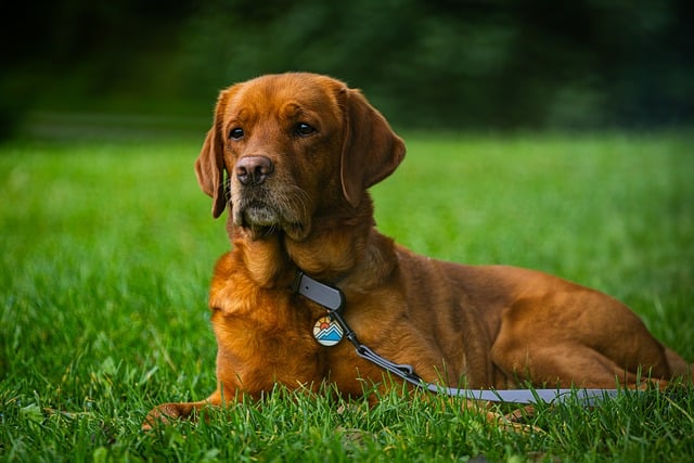 Free download portrait animal pet nature pose free picture to be edited with GIMP free online image editor