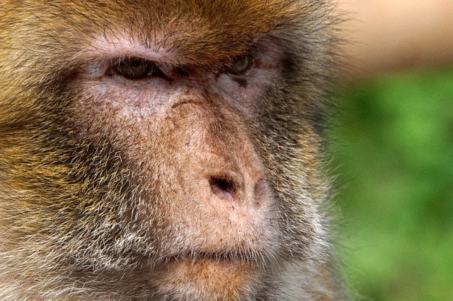 Free download portrait ape closeup animal furry free picture to be edited with GIMP free online image editor