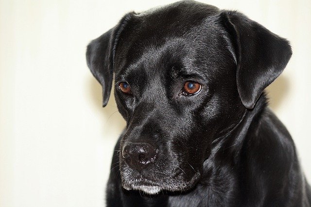 Free download portrait dog boxador black free picture to be edited with GIMP free online image editor