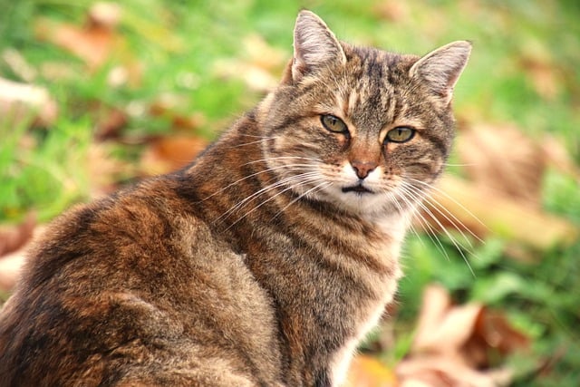 Free download portrait of a cat animal feline free picture to be edited with GIMP free online image editor