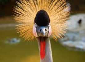 Free download Portrait of a Grey Crowned Crane free photo or picture to be edited with GIMP online image editor