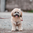 Portrait of Lhassa Apso Dog on Street  screen for extension Chrome web store in OffiDocs Chromium