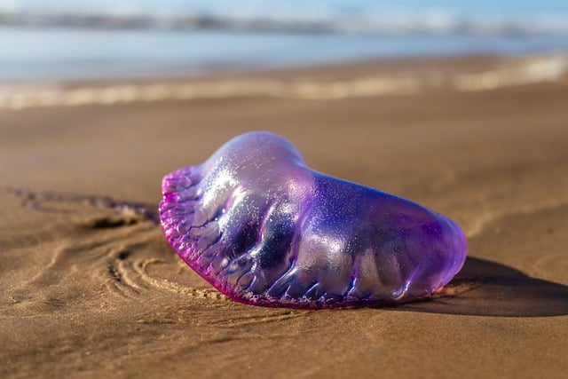 Free download portuguese man owar sand beach free picture to be edited with GIMP free online image editor