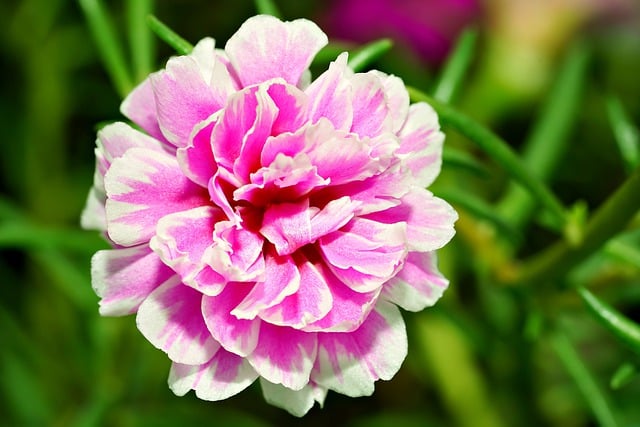 Free download portulaca flower plant petals free picture to be edited with GIMP free online image editor