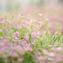 Portulaca grandiflora  screen for extension Chrome web store in OffiDocs Chromium