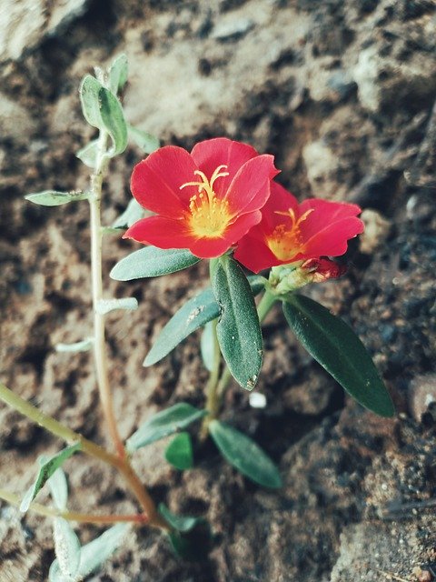 Free download Portulaca Grandiflora Grass Nature -  free photo or picture to be edited with GIMP online image editor