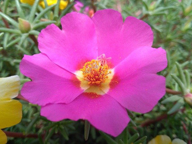 Free download portulaca oleracea l purslane flowers free picture to be edited with GIMP free online image editor