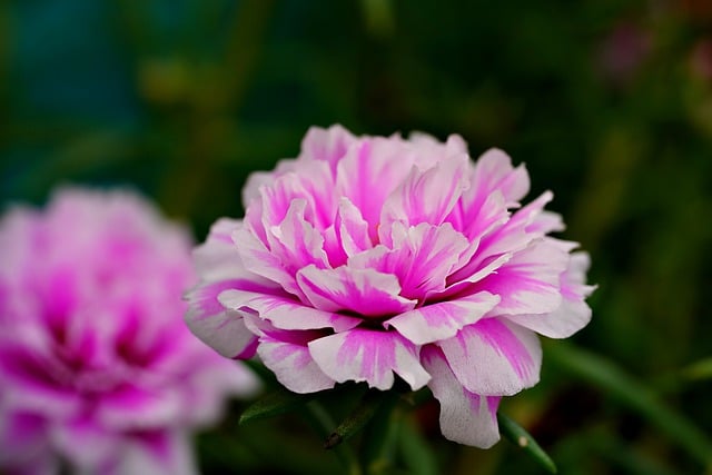 Free download portulacca flower plant petals free picture to be edited with GIMP free online image editor