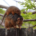 Possum  screen for extension Chrome web store in OffiDocs Chromium