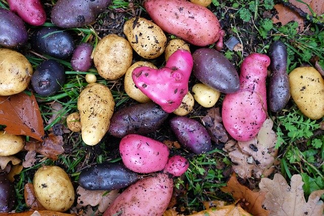 Gratis download Potatoes Harvest Autumn - gratis foto of afbeelding om te bewerken met GIMP online afbeeldingseditor