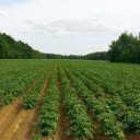 Potato field  screen for extension Chrome web store in OffiDocs Chromium