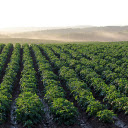 Potato fields  screen for extension Chrome web store in OffiDocs Chromium