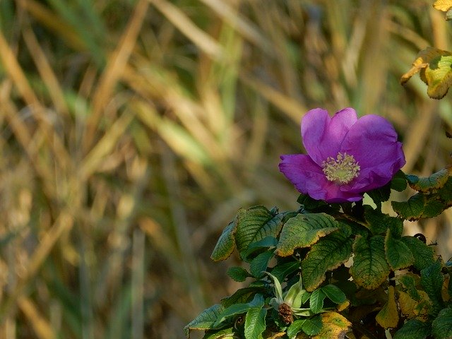 Bezpłatne pobieranie Roślina ziemniaczanej róży jesiennej - darmowe zdjęcie lub obraz do edycji za pomocą internetowego edytora obrazów GIMP
