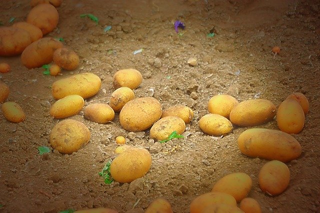 Free download Potato Starchy Vegetables -  free photo or picture to be edited with GIMP online image editor