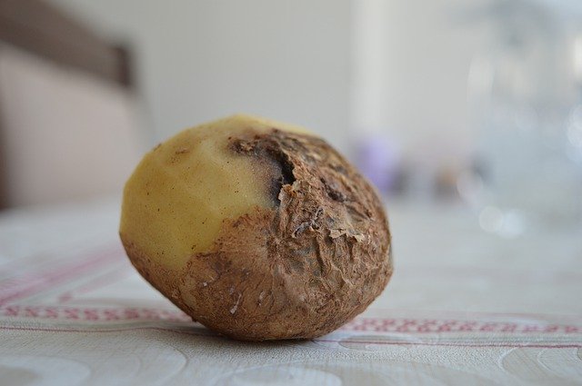 Descărcare gratuită Potato Yellow Shell - fotografie sau imagine gratuită pentru a fi editată cu editorul de imagini online GIMP