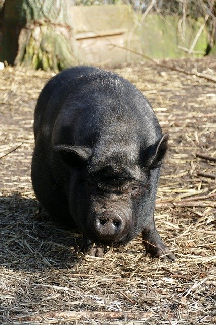 Free download Potbellied Pig Hog -  free photo or picture to be edited with GIMP online image editor