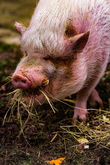 Free download pot bellied pig pig animal wildlife free picture to be edited with GIMP free online image editor