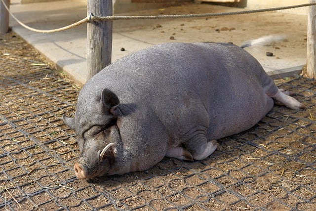 Free download pot bellied pig pig domestic pig free picture to be edited with GIMP free online image editor