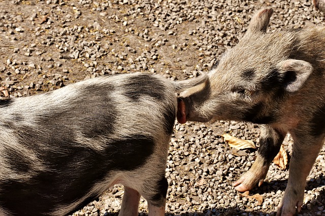 Kostenloser Download Hängebauchschwein, Schweinchen, kleine Schweine, kostenloses Bild, das mit dem kostenlosen Online-Bildeditor GIMP bearbeitet werden kann
