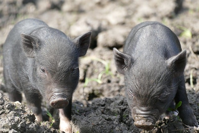 Free download pot bellied pig piglets pigs swine free picture to be edited with GIMP free online image editor