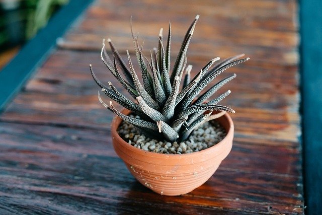 Free download pot garden bonsai plant nature free picture to be edited with GIMP free online image editor