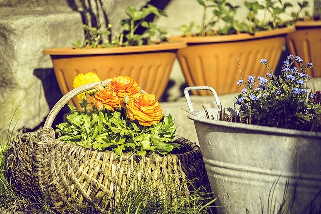 무료 다운로드 Pot Garden Plant - 무료 사진 또는 김프 온라인 이미지 편집기로 편집할 사진