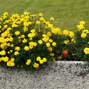 Pots of Yellow Marigolds  screen for extension Chrome web store in OffiDocs Chromium