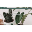 Potted Cacti  screen for extension Chrome web store in OffiDocs Chromium