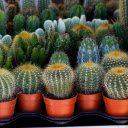 Potted cactus  screen for extension Chrome web store in OffiDocs Chromium