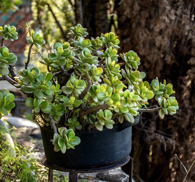 Free download Potted Plant Vegetation Garden -  free photo or picture to be edited with GIMP online image editor
