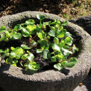 Potted water hyacinth plant  screen for extension Chrome web store in OffiDocs Chromium