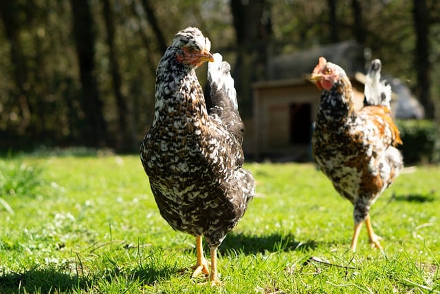 Free download poultry chicken ornithology birds free picture to be edited with GIMP free online image editor