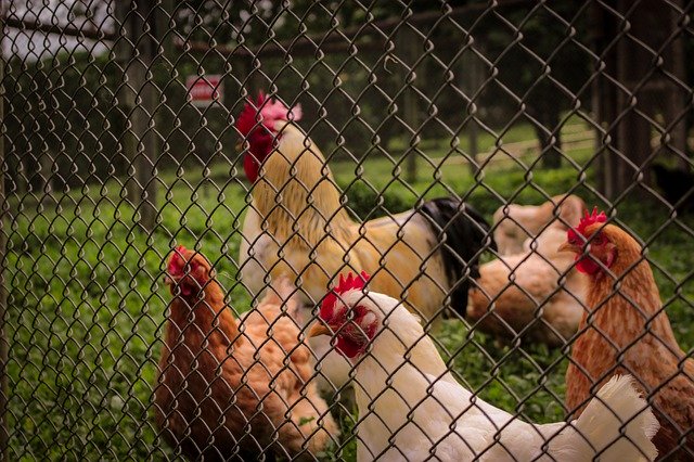 Free download Poultry Hens Animals -  free photo or picture to be edited with GIMP online image editor