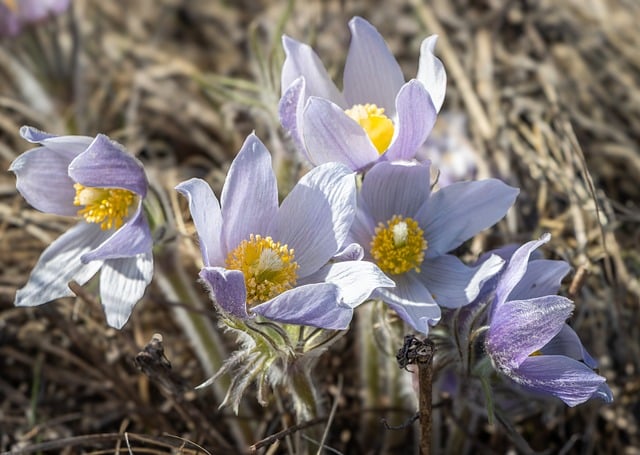 Free download prairie crocus crocuses bunch free picture to be edited with GIMP free online image editor