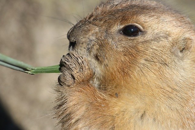 Free download Prairie Dog Animal -  free photo or picture to be edited with GIMP online image editor