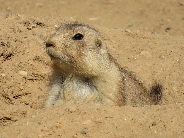 Template Photo Prairie Dog Animal Nature -  for OffiDocs