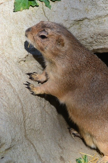 Free download Prairie Dog Close Up Canada -  free photo or picture to be edited with GIMP online image editor