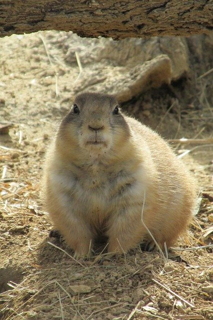 Descărcare gratuită Prairie Dog Gopher Rodent - fotografie sau imagini gratuite pentru a fi editate cu editorul de imagini online GIMP