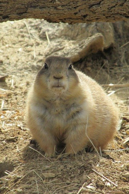 Download gratuito Prairie Dog Gopher Rodent - foto o immagine gratuita da modificare con l'editor di immagini online GIMP