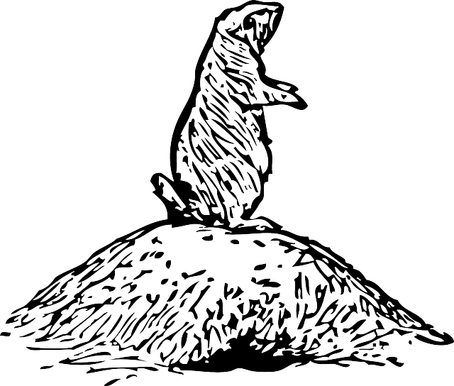 Free download Prairie Dog Rodent - Free vector graphic on Pixabay free illustration to be edited with GIMP free online image editor