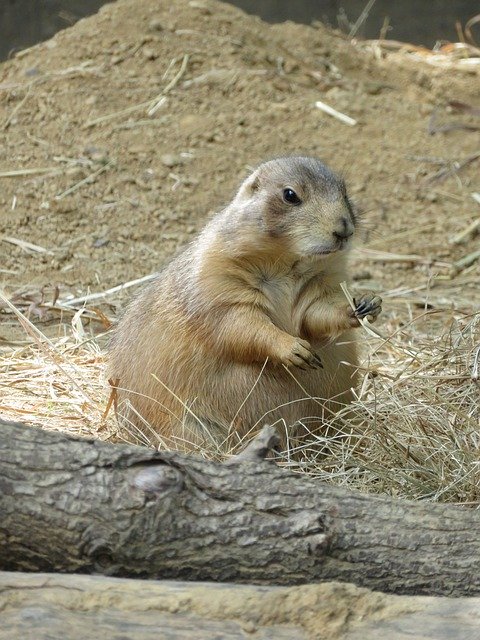 Free download Prairie Dog Rodent Nature -  free free photo or picture to be edited with GIMP online image editor