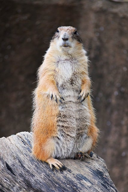Free download prairie dog standing posture coat free picture to be edited with GIMP free online image editor