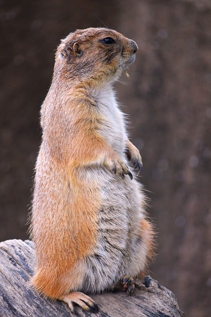 Free download prairie dog standing posture profile free picture to be edited with GIMP free online image editor