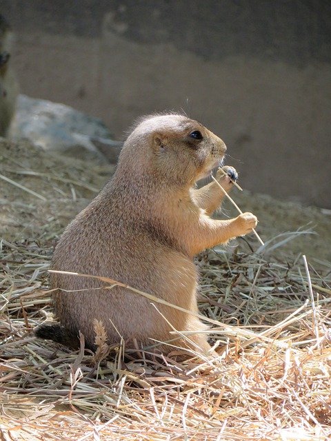 Free download prairie dog zoo mammal rodent free picture to be edited with GIMP free online image editor