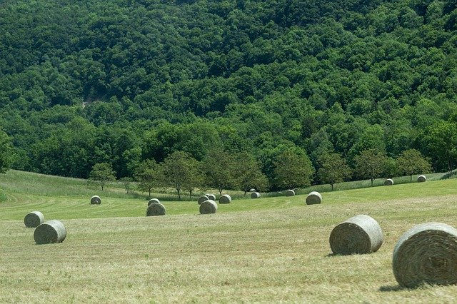 Download grátis Prairie Field Grass - foto ou imagem gratuita para ser editada com o editor de imagens online GIMP